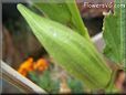 medium okra