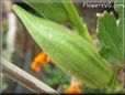 medium okra