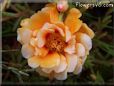 orange moss rose flower