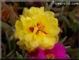 yellow moss rose flower