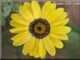 blue yellow daisy flower