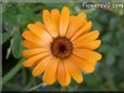 orange african daisy flower