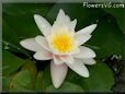 white waterlily flower