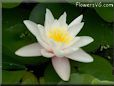 white waterlily flower