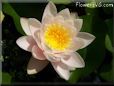 white waterlily flower