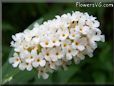 white lilac flower