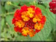 orange lantana flower