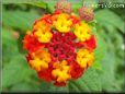 orange lantana flower