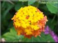 lantana flower