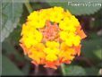 lantana flower