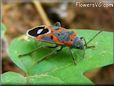 assassin bug pictures