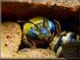 mining digger bee picture