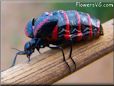 Blister Beetle pictures