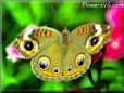 Buckeye butterfly picture