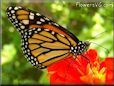 Monarch butterfly picture