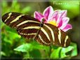 Zebra Heliconia butterfly picture