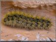 black gold hairy fuzzy caterpillar pictures