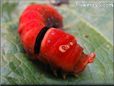 red caterpillar pictures