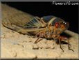 Cicada Heat Bug pictures
