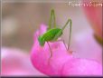 small katydids bush cricket  pictures