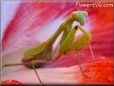 green maroon praying mantis