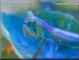 purple praying mantis