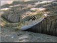 garden snake pictures