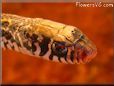 garter snake pictures