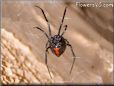 red hourglass underbelly black widow spider picture