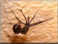 molting black widow spider picture