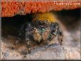 yellow backed jumping spider pictures