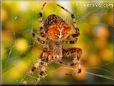 orb spiders wallpaper pics