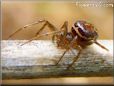 brown widow spider picture