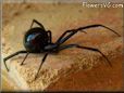 black widow spider pictures