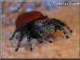 red backed jumping spider pictures