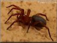 red sow bug killer spider picture