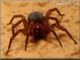 sow bug killer spider picture