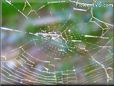  spiderweb picture