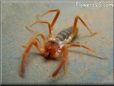 Camel Spider pictures