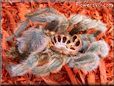moulted Pink toe tarantula pictures
