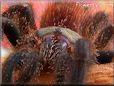 pink toe tarantula pictures