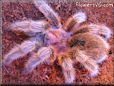 rose hair tarantula pictures