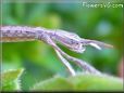 gray walkingstick pictures