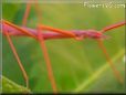 red walkingstick pictures