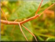 walking stick bug pictures