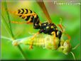 wasp eating grasshopper pictures