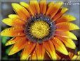 gazania