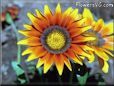 gazania flower picture