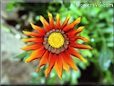 gazania flower picture