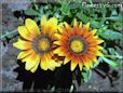 gazania flower wallpaper
